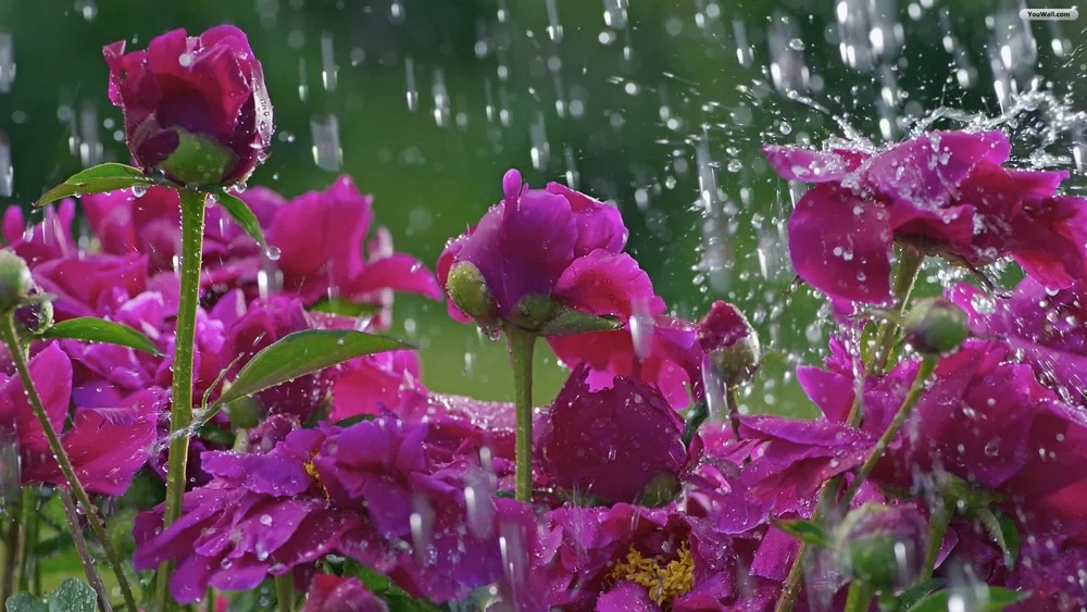rain-on-flowers.jpg